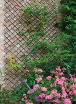 Treillis Extensible - Trellis Willow -150 X 50 Cm -Pas Cher Jardinure Magasin 1439555 1411626 3 trellis willow