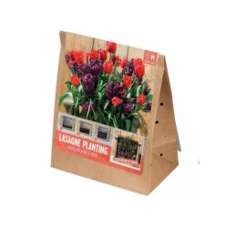 Pas Cher Jardinure Magasin -Pas Cher Jardinure Magasin 1570448 bulbes lasagne rouge violet 1