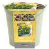 Kit Bulbes Et Pot Narcisses Et Muscaris 1 Kit Bulbes Et Pot Narcisses Et Muscaris -Pas Cher Jardinure Magasin 1570449 kit bulbes narcisuss muscari