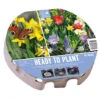 Plateau Bulbes Prêt-à-planter Fleurs Sauvages - Ø38cm -Pas Cher Jardinure Magasin 1570461 kit bulbes fleurs sauvages
