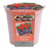Kit Bulbes Et Pot Tulipes Et Crocus -Pas Cher Jardinure Magasin 1570473 tulipa et crocus