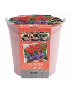 Kit Bulbes Et Pot Tulipes Et Crocus