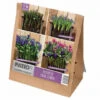 Kit Bulbes Plantation Lasagnes - Rose Et Bleu -Pas Cher Jardinure Magasin 1570503 bulbes lasagne rose bleu