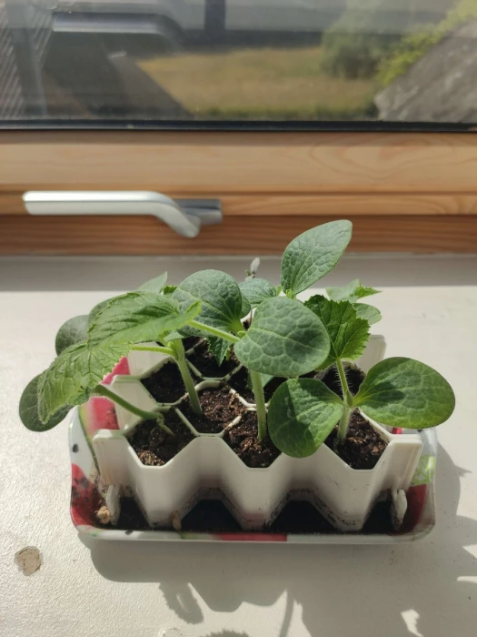 Kit De Germination L 13 Plants - Germie 3 Kit De Germination L 13 Plants - Germie