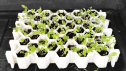 Kit De Germination S 41 Plants - Germie