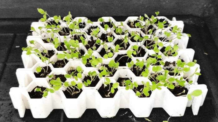 Kit De Germination S 41 Plants - Germie 3 Kit De Germination S 41 Plants - Germie