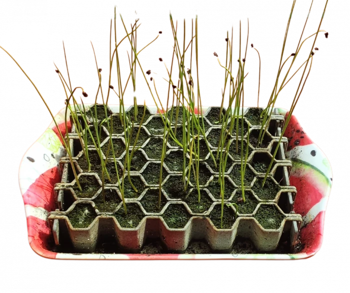 Kit De Germination S 41 Plants - Germie 4 Kit De Germination S 41 Plants - Germie – Image 2