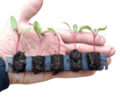 Kit De Germination S 41 Plants - Germie 8 Kit De Germination S 41 Plants - Germie -Pas Cher Jardinure Magasin 1596834 germie 41plants 2 1