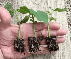 Kit De Germination S 41 Plants - Germie 9 Kit De Germination S 41 Plants - Germie -Pas Cher Jardinure Magasin 1596834 germie 41plants 3 1