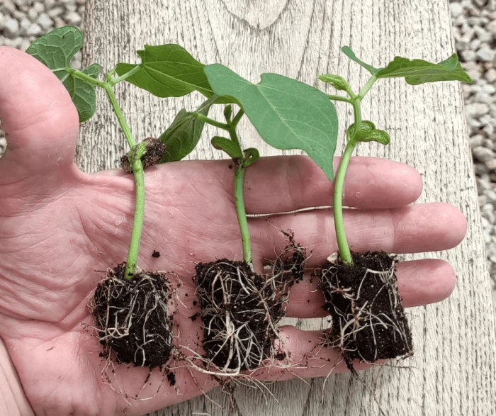 Kit De Germination S 41 Plants - Germie 6 Kit De Germination S 41 Plants - Germie – Image 4