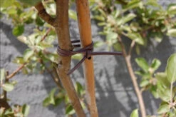 Tomatoclips Pour Tuteur Arceaux - Nortene- X10