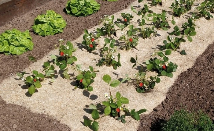 Toile De Paillage Chanvrelin - Nortene - 750 G/m² - 0,95x5 M