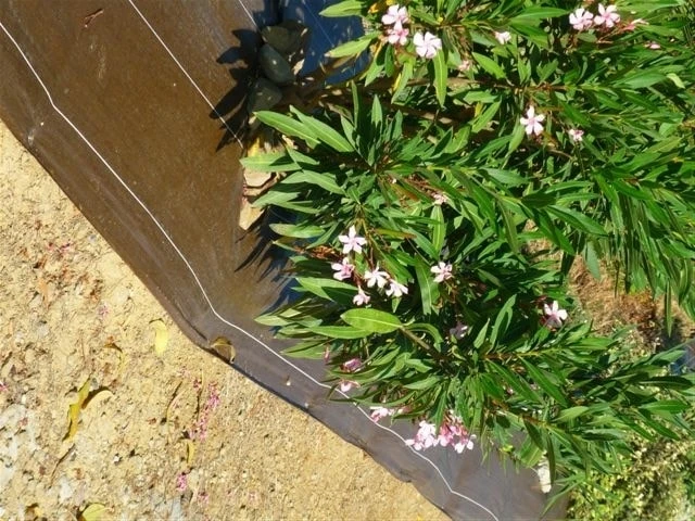 Toile Paillage - 90 G - 1m50 X 25 - Marron 3 Toile Paillage - 90 G - 1m50 X 25 - Marron