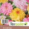 Dalhia En Mélange Pastel - Teragile - X8 -Pas Cher Jardinure Magasin 85273 1 1