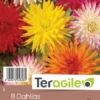 Dahlia Cactus - Variés - Teragile - X8 -Pas Cher Jardinure Magasin 85333 1