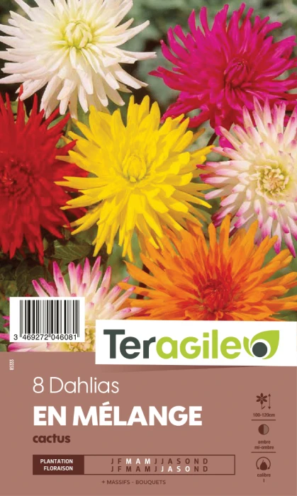 Dahlia Cactus - Variés - Teragile - X8 3 Dahlia Cactus - Variés - Teragile - X8